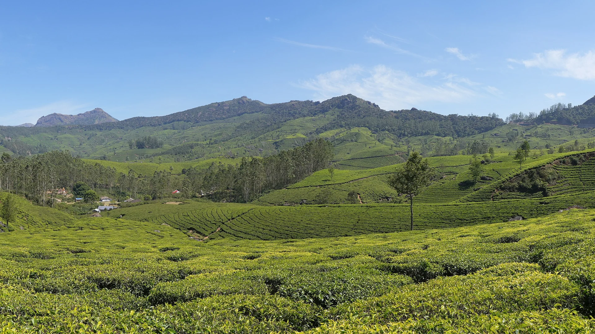 Tea plantation slopes at Munnar