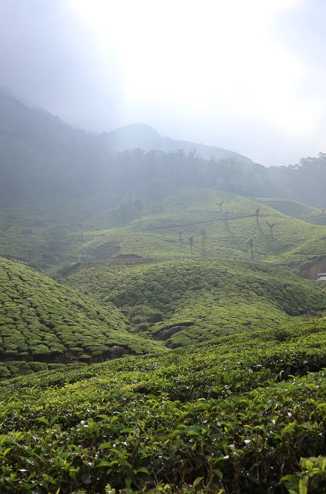 Tea plantations rolling over the hills at Munnar