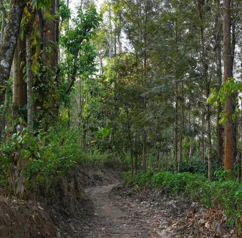 A road through a coffee estate in Coorg