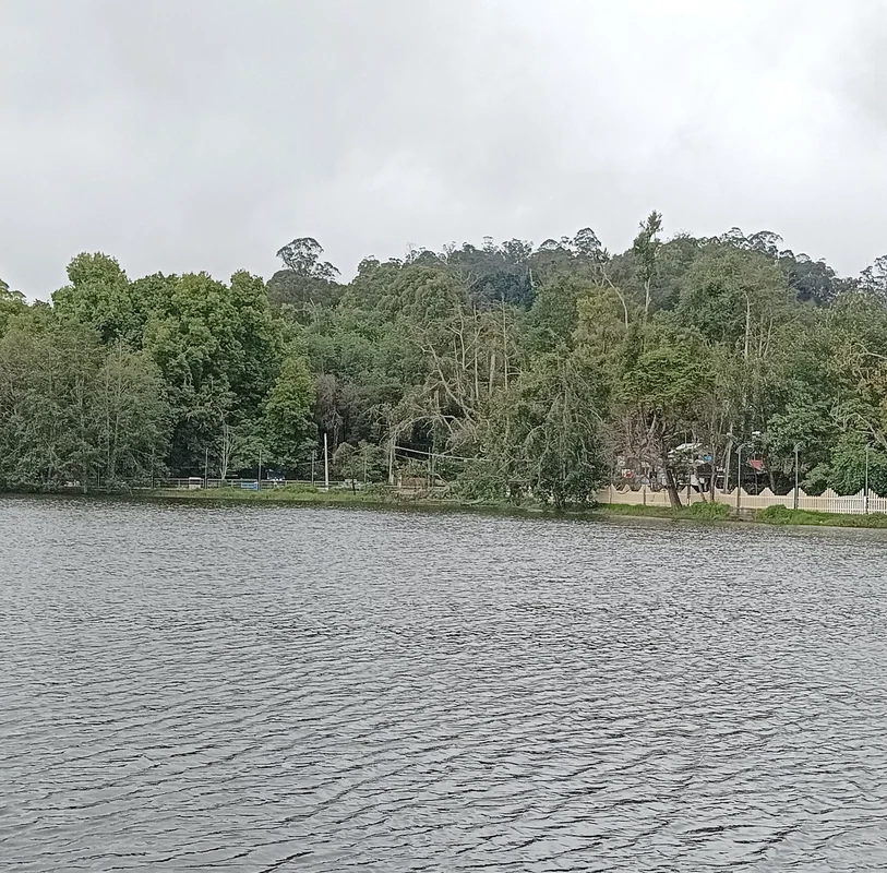 The star-shaped lake at Kodaikanal ringed by pine forest