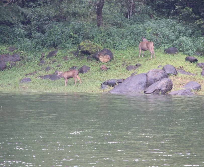 Deer at the edge of Periyar Lake in Thekkady