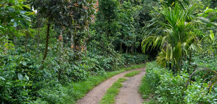 A road through a coffee estate in Coorg